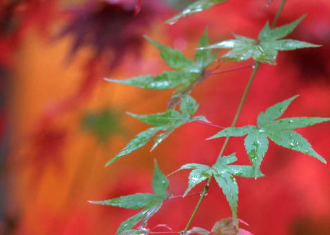 紅葉